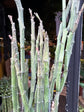 Euphorbia platyclada var. erecta succulent in 12cm pot outside Urban Tropicana plant shop in Chiswick, London