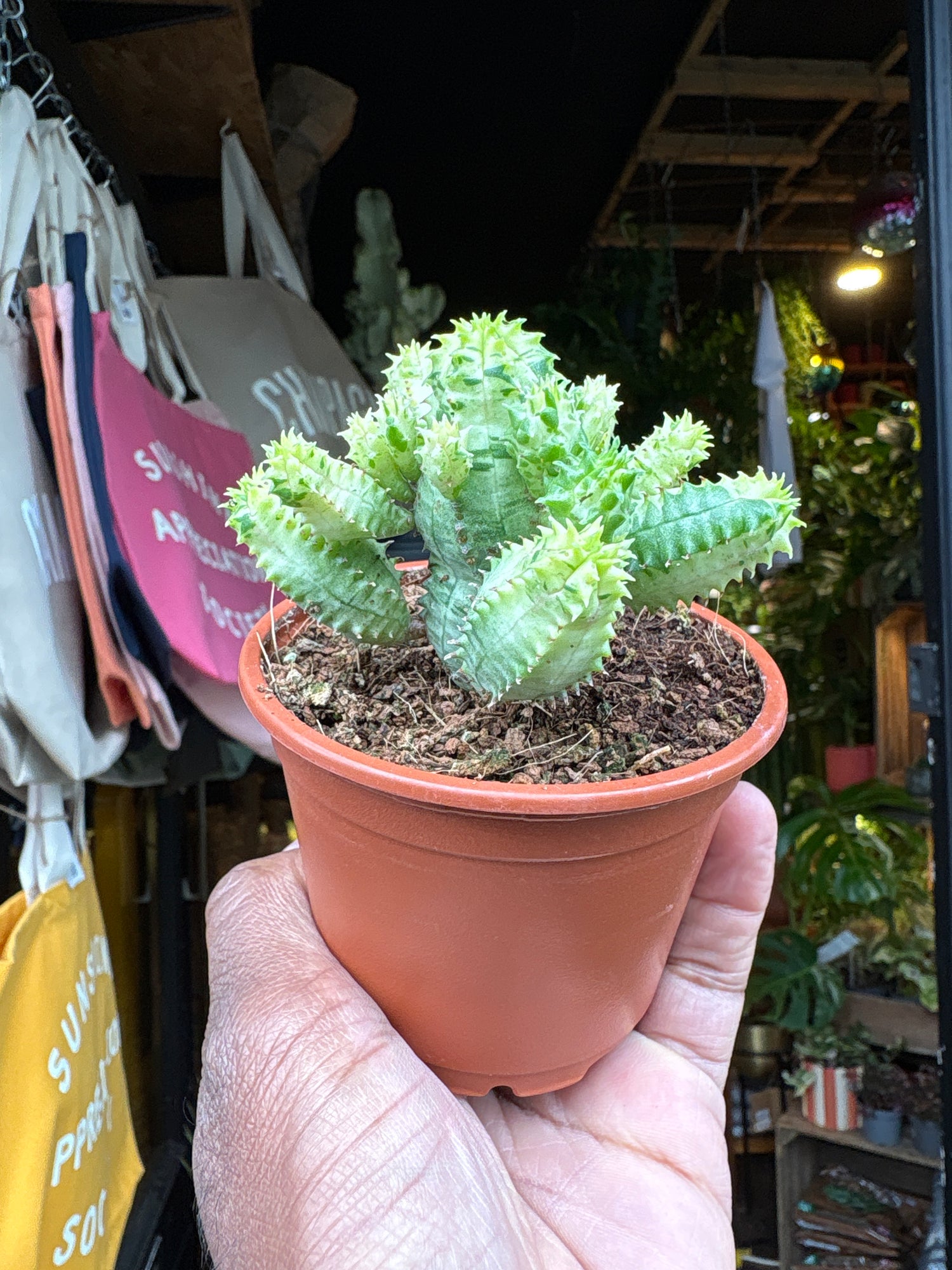 
A Euphorbia Pseudoglobosa Variegata plant in front of Urban Tropicana’s plant shop in Chiswick, London