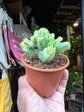 
A Euphorbia Pseudoglobosa Variegata plant in front of Urban Tropicana’s plant shop in Chiswick, London