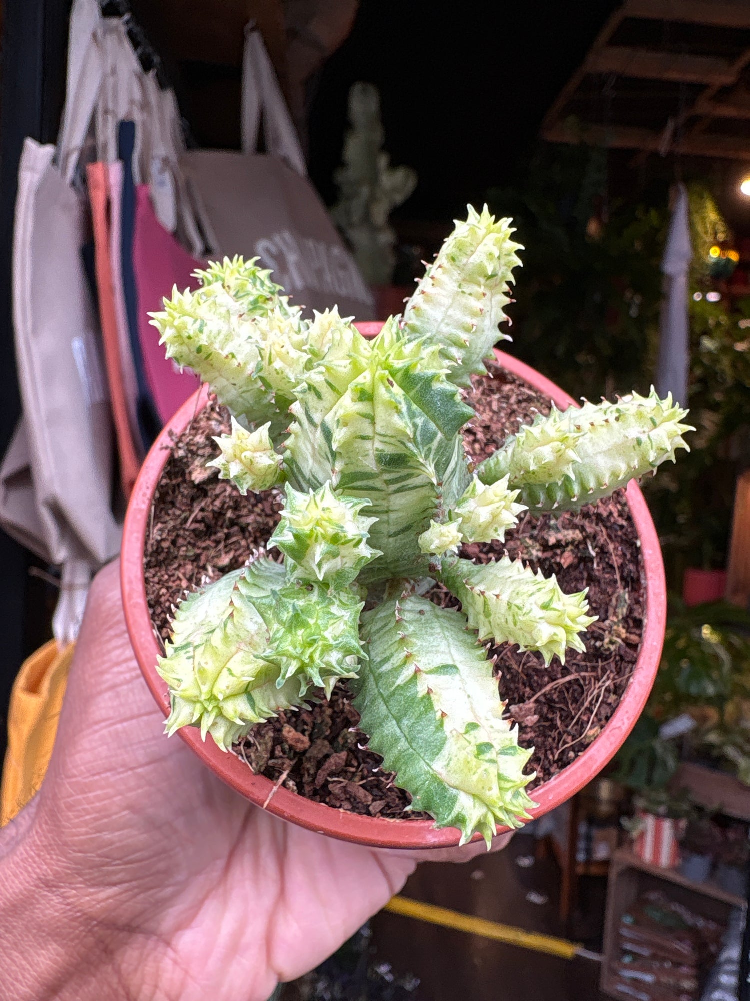 
A Euphorbia Pseudoglobosa Variegata plant in front of Urban Tropicana’s plant shop in Chiswick, London