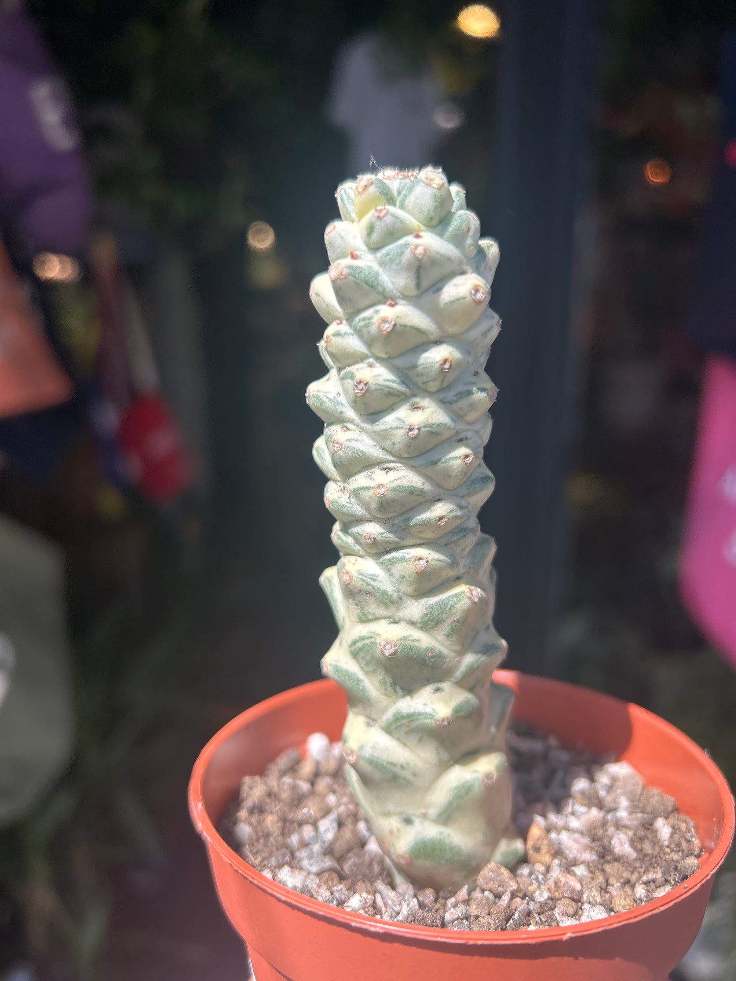 
A Euphorbia Ritchiei Alba Variegata plant in front of Urban Tropicana’s plant shop in Chiswick, London