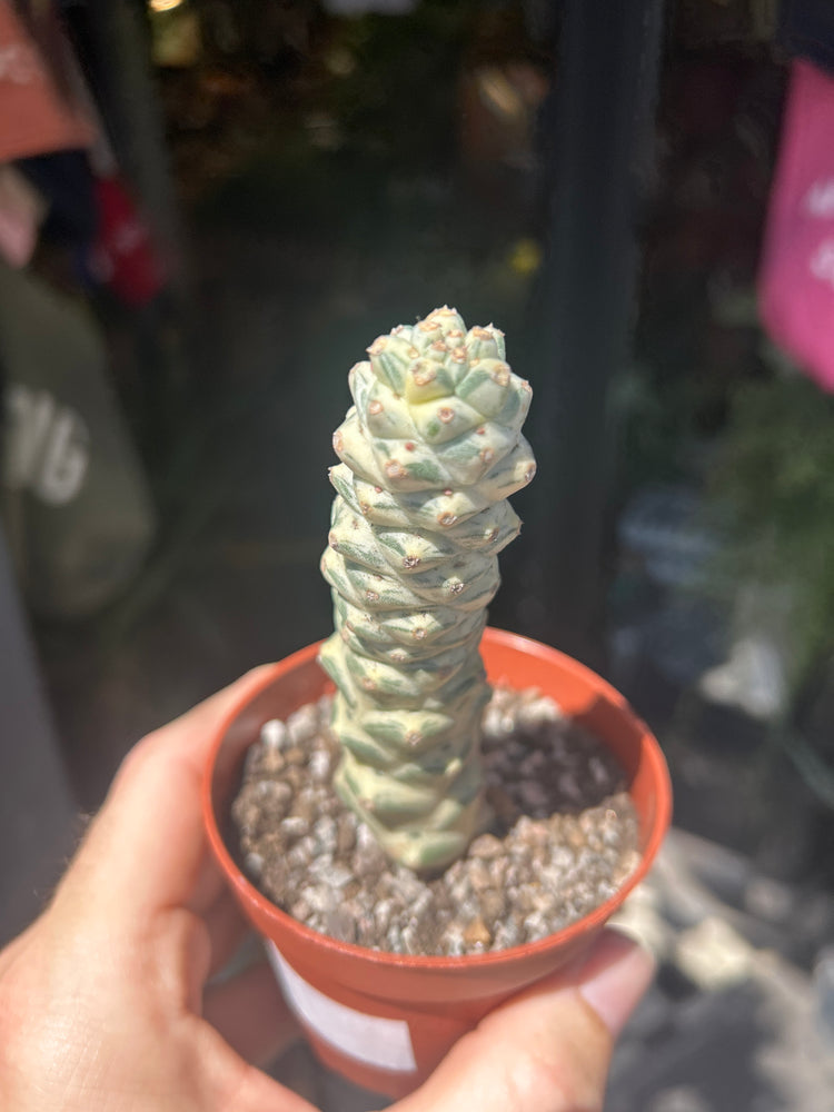
A Euphorbia Ritchiei Alba Variegata plant in front of Urban Tropicana’s plant shop in Chiswick, London