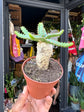 Euphorbia Stellata, also known as Star Euphorbia, outside Urban Tropicana, a houseplant store in West London