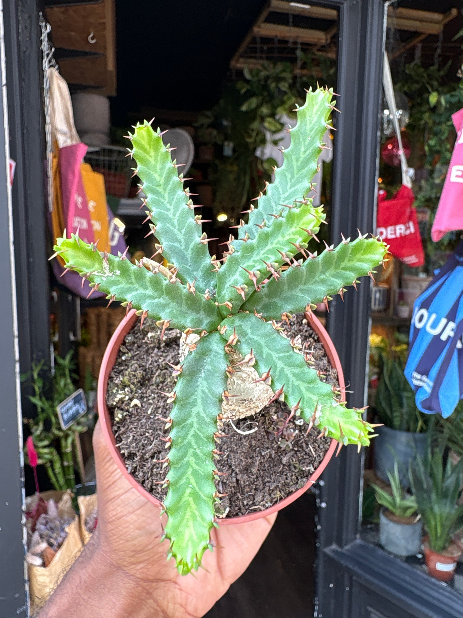 Euphorbia Stellata, also known as Star Euphorbia, outside Urban Tropicana, a houseplant store in West London
