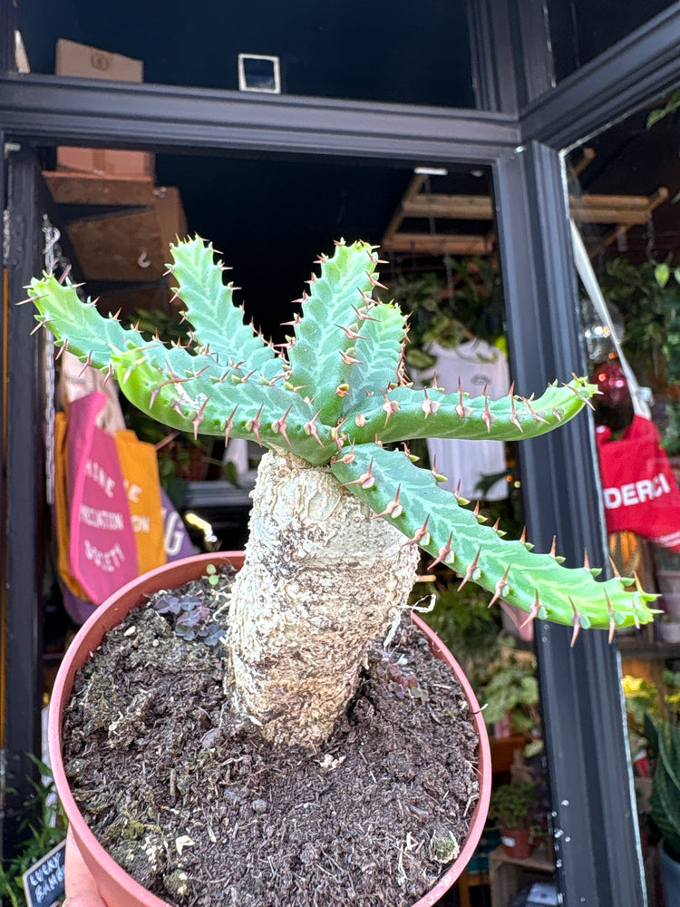 Euphorbia Stellata, also known as Star Euphorbia, outside Urban Tropicana, a houseplant store in West London