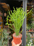 An Euphorbia Tirucalli plant in front of Urban Tropicana&