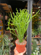 An Euphorbia Tirucalli plant in front of Urban Tropicana&