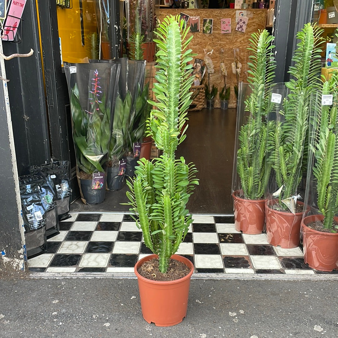 A Euphorbia Trigona plant also known as a African Milk Tree in front of Urban Tropicana&