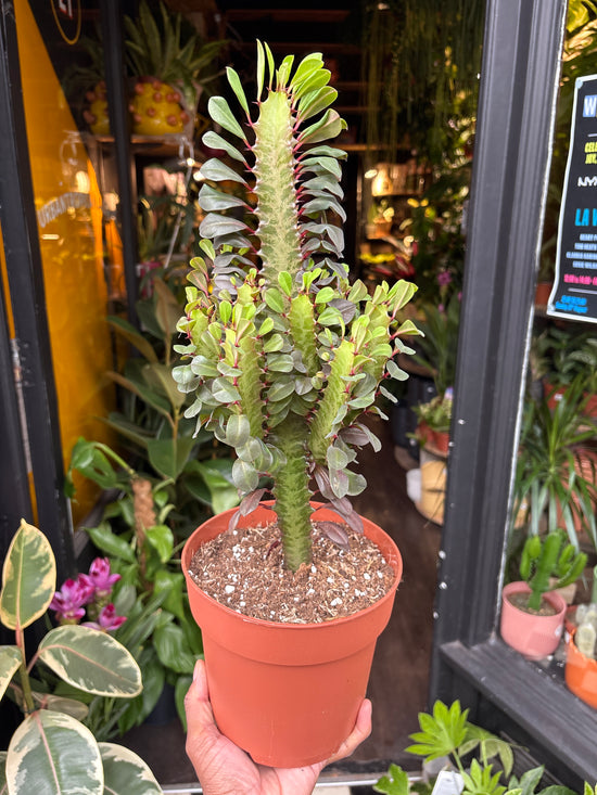 A Euphorbia Trigona Rubra plant in front of Urban Tropicana’s Plant Shop in Chiswick London