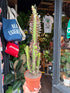 Euphorbia trigona ‘Rubra’ succulent in 12cm pot outside Urban Tropicana plant shop in Chiswick, London