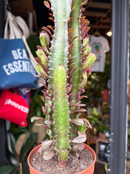 Euphorbia trigona ‘Rubra’ succulent in 12cm pot outside Urban Tropicana plant shop in Chiswick, London