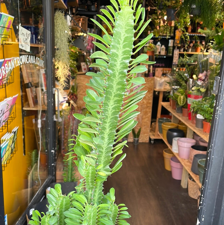 A Euphorbia Trigona plant also known as a African Milk Tree in front of Urban Tropicana&