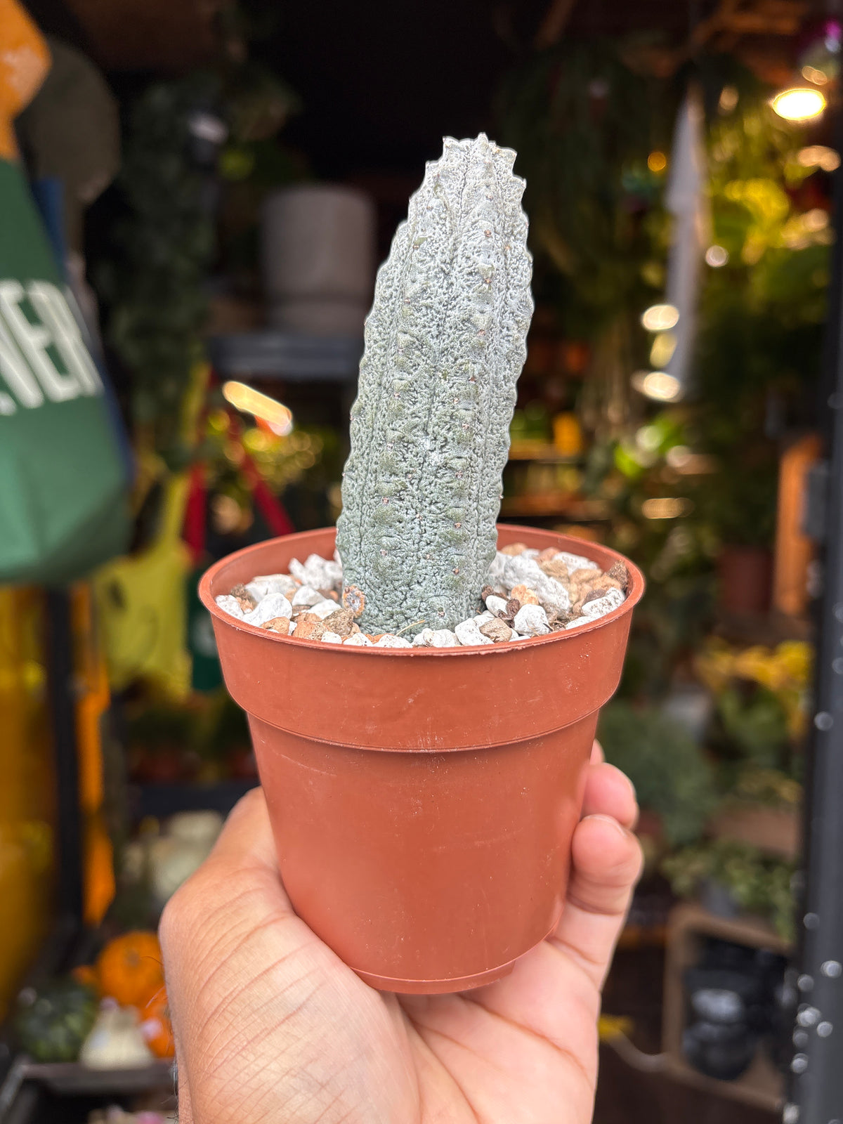 Euphorbia abdelkuri succulent outside Urban Tropicana plant shop in Chiswick, London