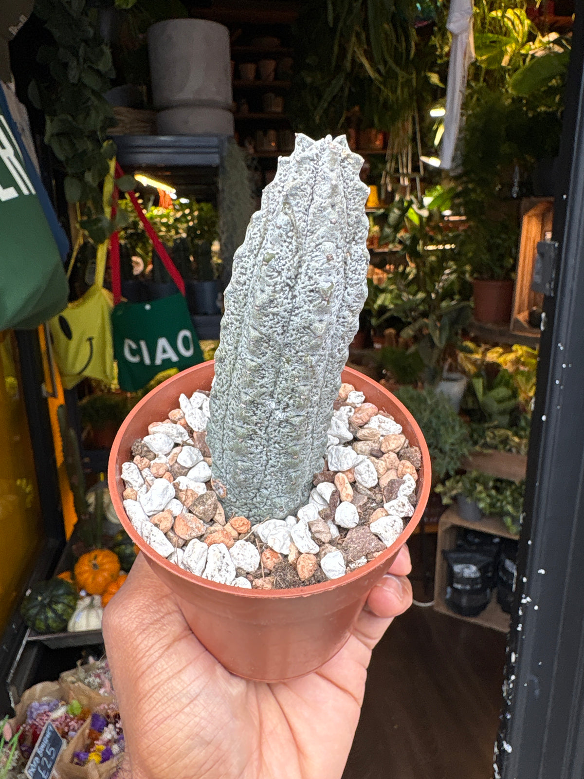 Euphorbia abdelkuri succulent outside Urban Tropicana plant shop in Chiswick, London