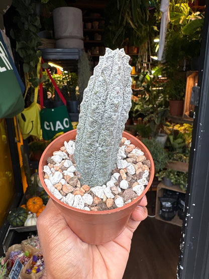 Euphorbia abdelkuri succulent outside Urban Tropicana plant shop in Chiswick, London