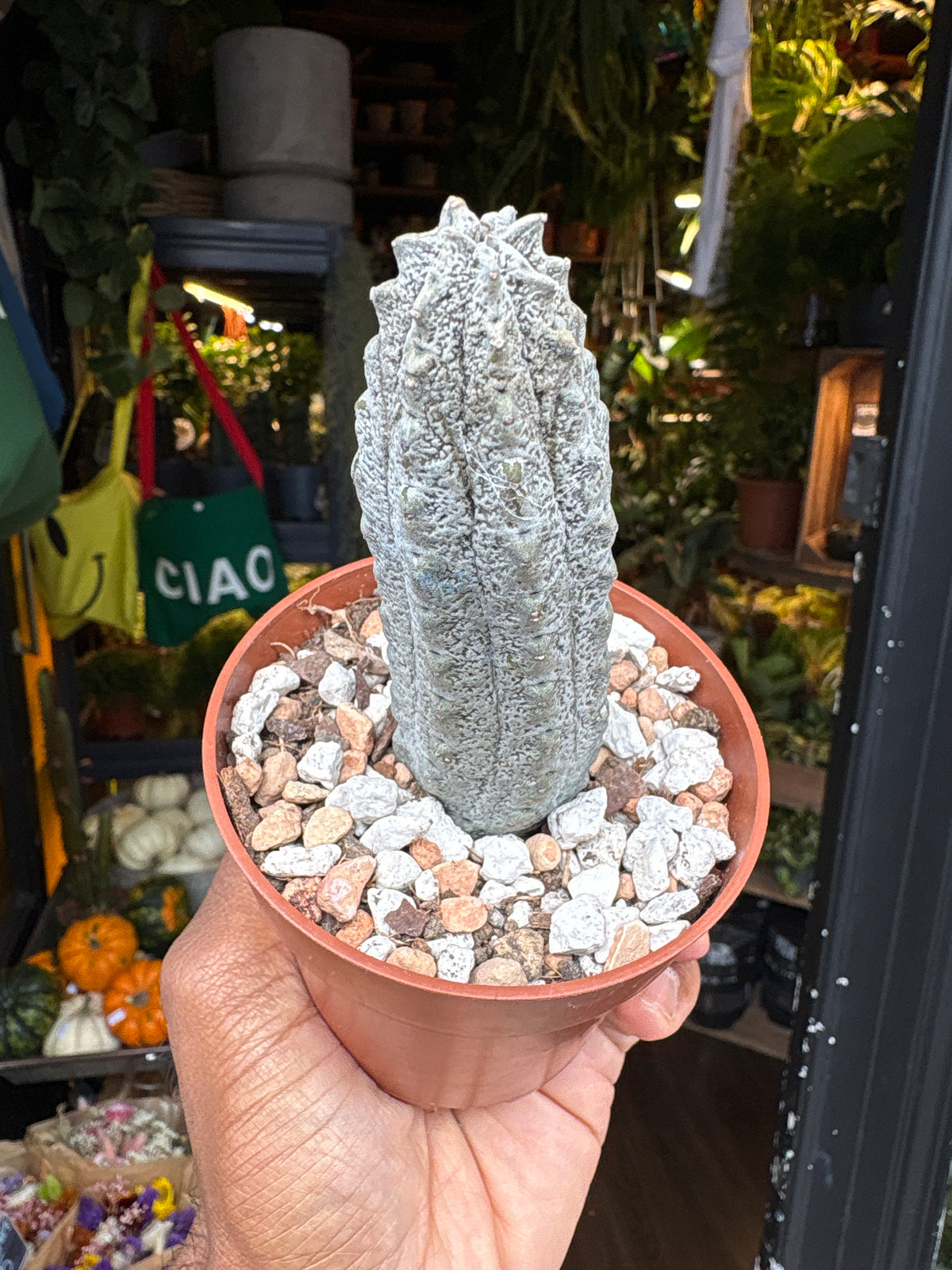 Euphorbia abdelkuri succulent outside Urban Tropicana plant shop in Chiswick, London