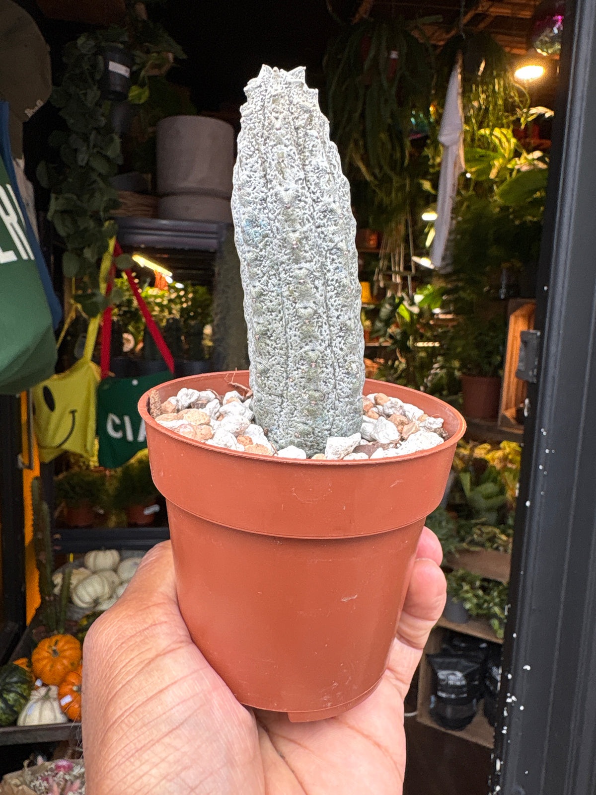 Euphorbia abdelkuri succulent outside Urban Tropicana plant shop in Chiswick, London