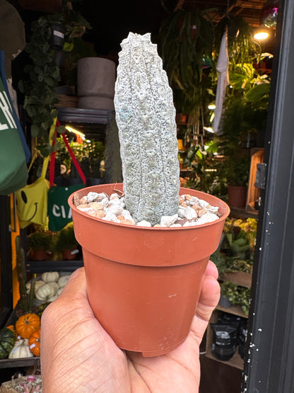 Euphorbia abdelkuri succulent outside Urban Tropicana plant shop in Chiswick, London