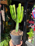 Euphorbia candelabrum in a 12cm pot outside Urban Tropicana in Chiswick London