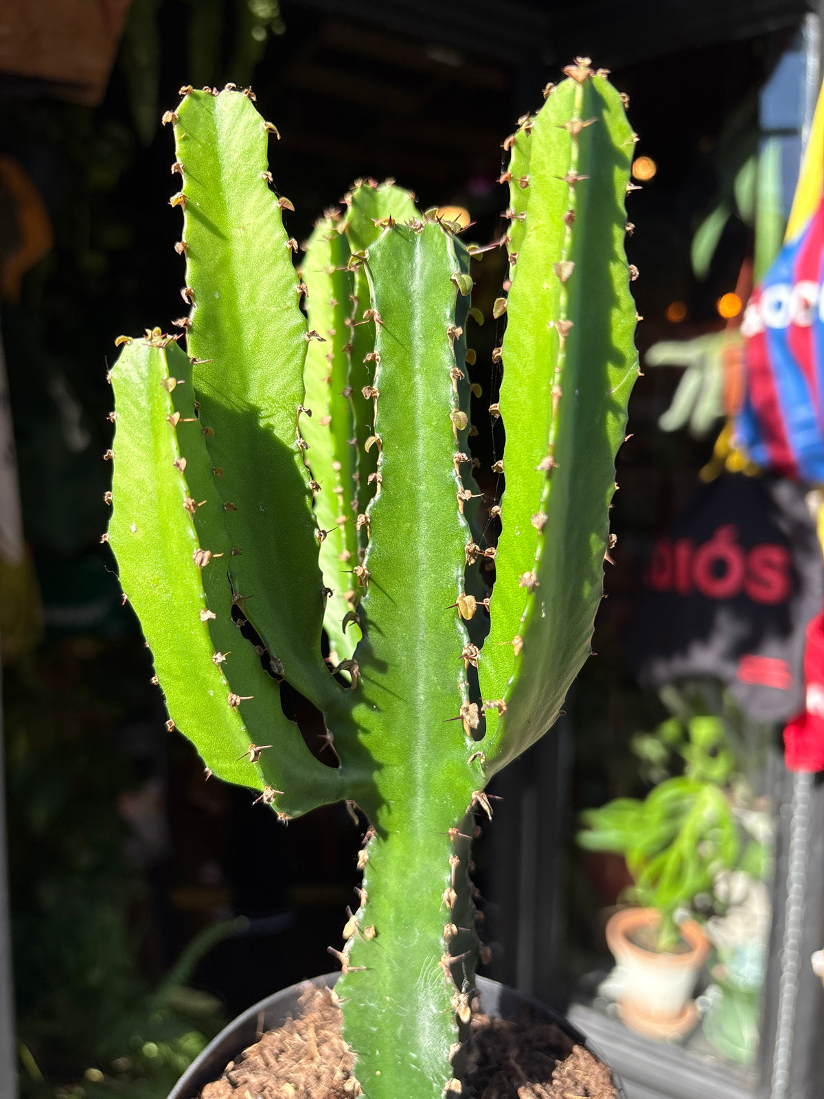 Euphorbia candelabrum in a 12cm pot outside Urban Tropicana in Chiswick London