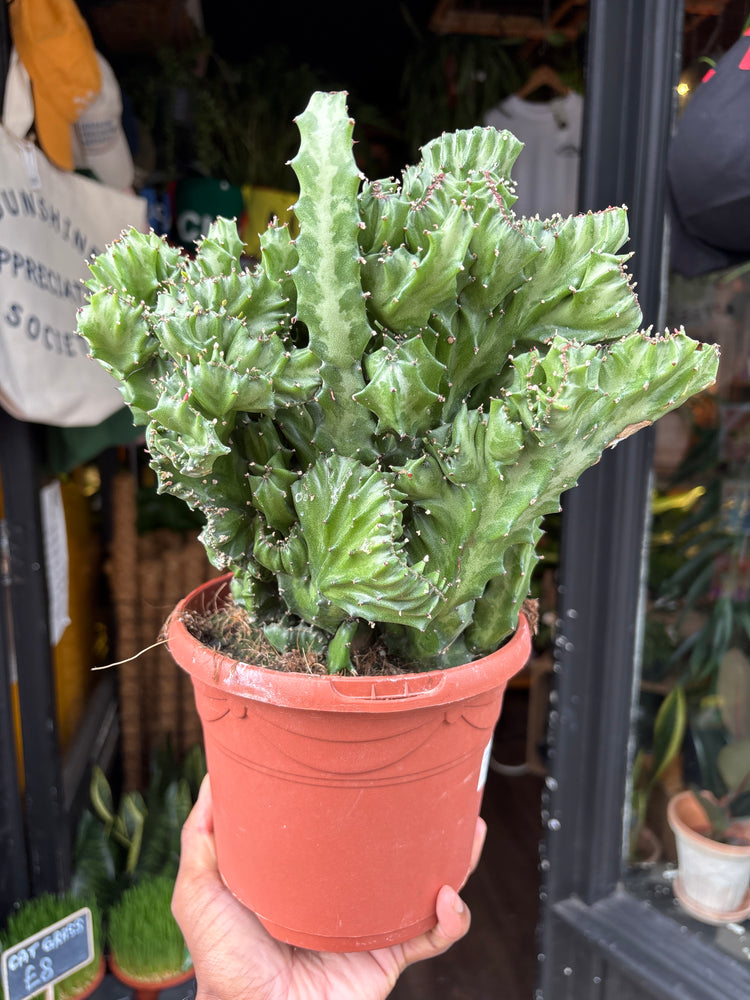 Euphorbia lactea ‘Cristata’ crested succulent in 17cm pot outside Urban Tropicana plant shop in Chiswick, London