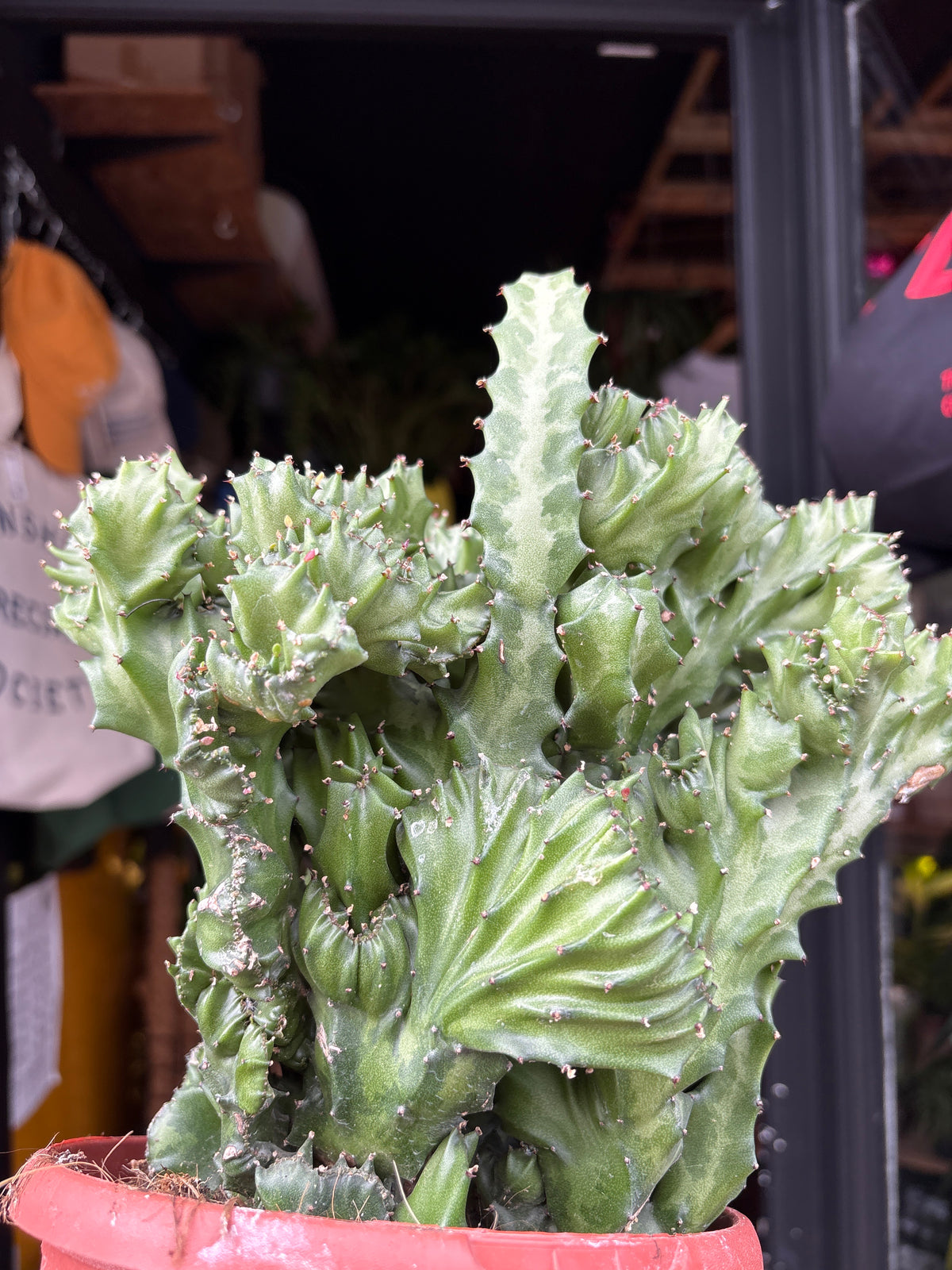 Euphorbia lactea ‘Cristata’ crested succulent in 17cm pot outside Urban Tropicana plant shop in Chiswick, London