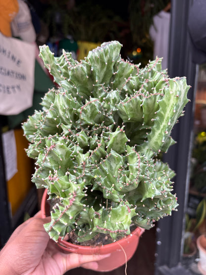 Euphorbia lactea ‘Cristata’ crested succulent in 17cm pot outside Urban Tropicana plant shop in Chiswick, London