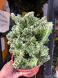 Euphorbia lactea ‘Cristata’ crested succulent in 17cm pot outside Urban Tropicana plant shop in Chiswick, London