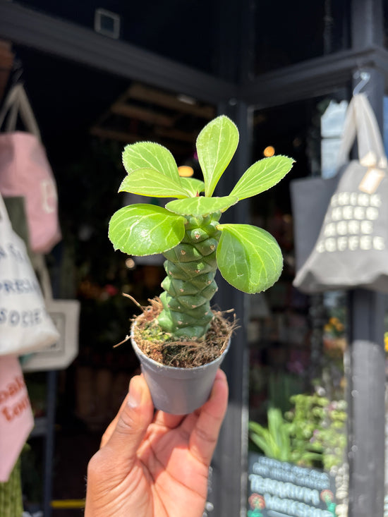 Euphorbia ‘Ritchiei’ succulent outside Urban Tropicana plant shop in Chiswick, London