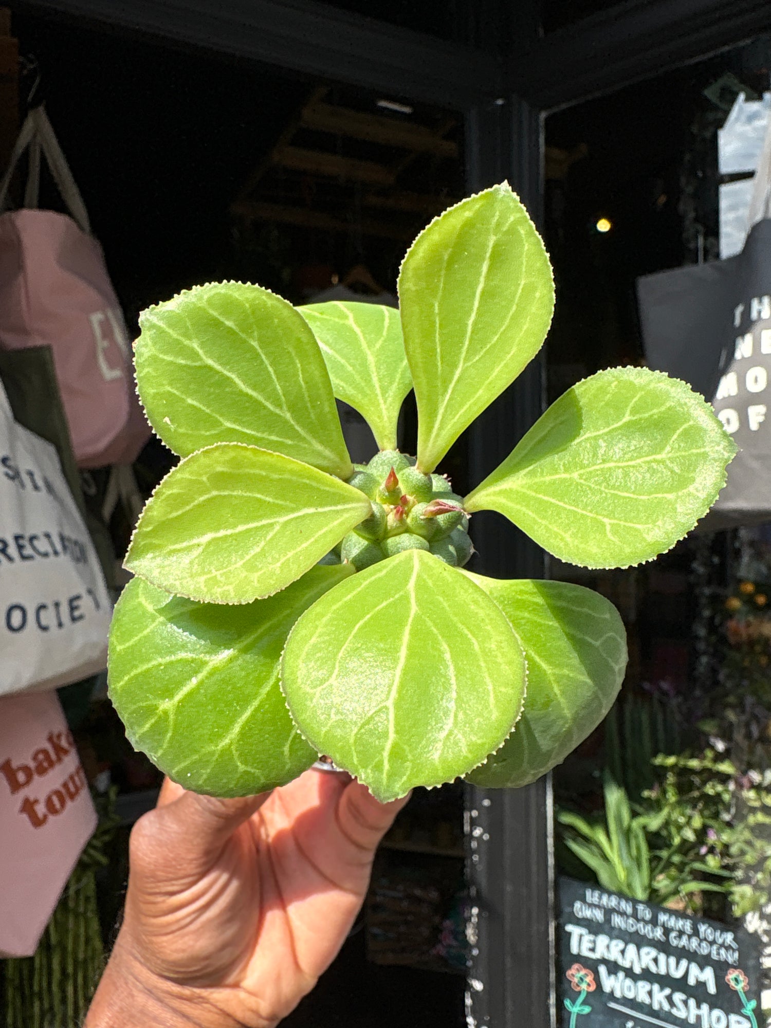 Euphorbia ‘Ritchiei’ succulent outside Urban Tropicana plant shop in Chiswick, London