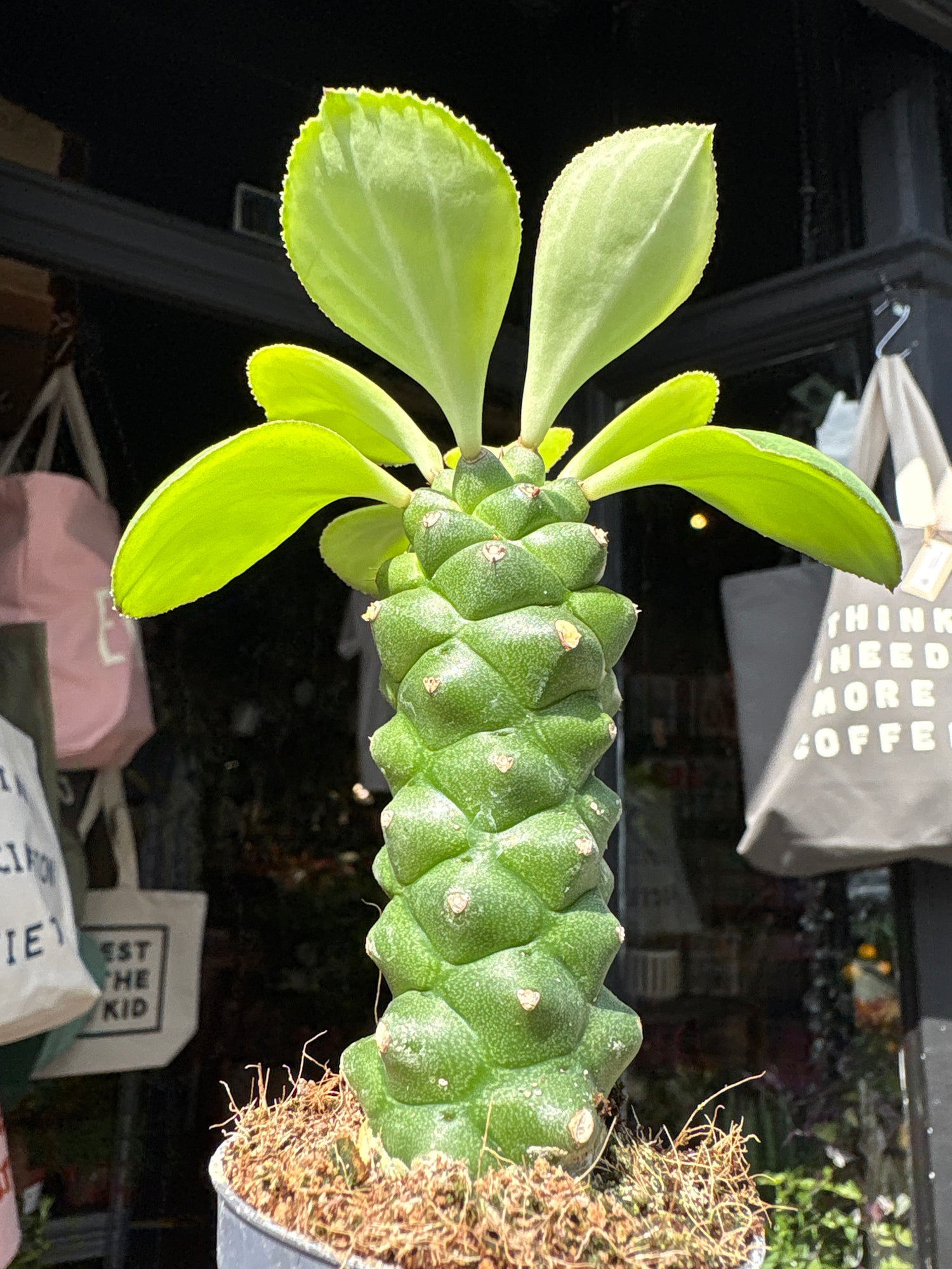 Euphorbia ‘Ritchiei’ succulent outside Urban Tropicana plant shop in Chiswick, London