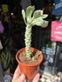 Euphorbia ritchiei ‘Alba Variegata’ succulent outside Urban Tropicana plant shop in Chiswick, London