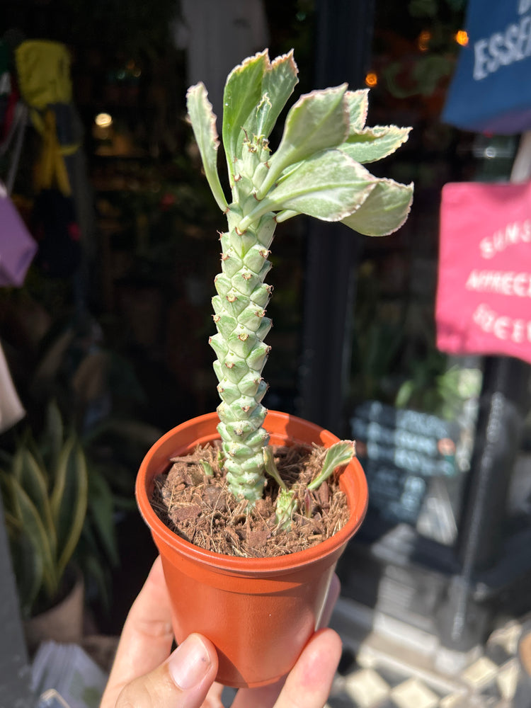 Euphorbia ritchiei ‘Alba Variegata’ succulent outside Urban Tropicana plant shop in Chiswick, London