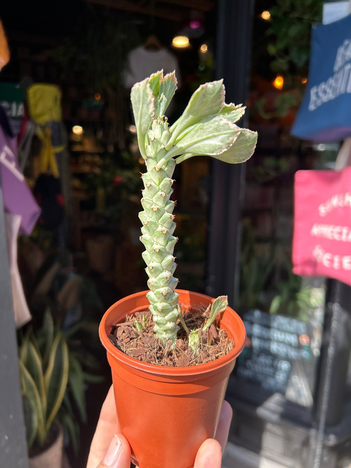 Euphorbia ritchiei ‘Alba Variegata’ succulent outside Urban Tropicana plant shop in Chiswick, London