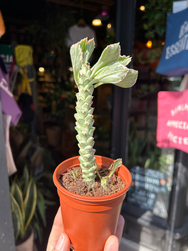 Euphorbia ritchiei ‘Alba Variegata’ succulent outside Urban Tropicana plant shop in Chiswick, London