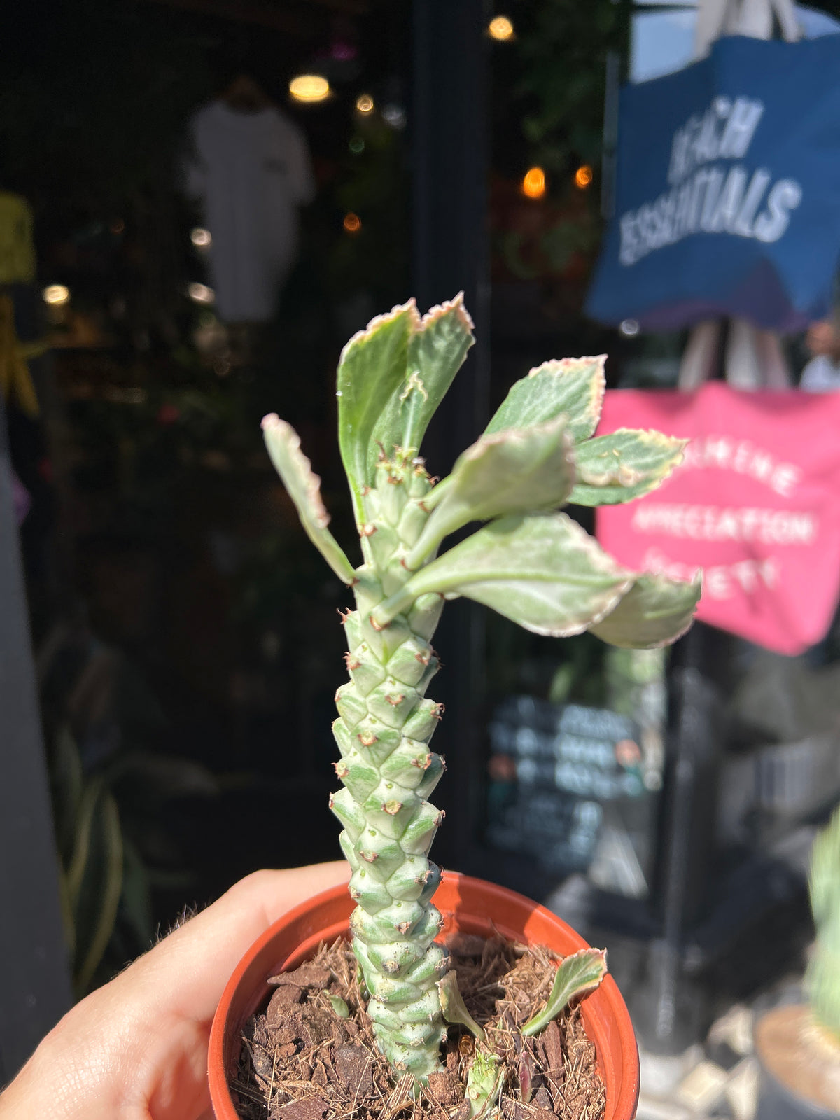 Euphorbia ritchiei ‘Alba Variegata’ succulent outside Urban Tropicana plant shop in Chiswick, London