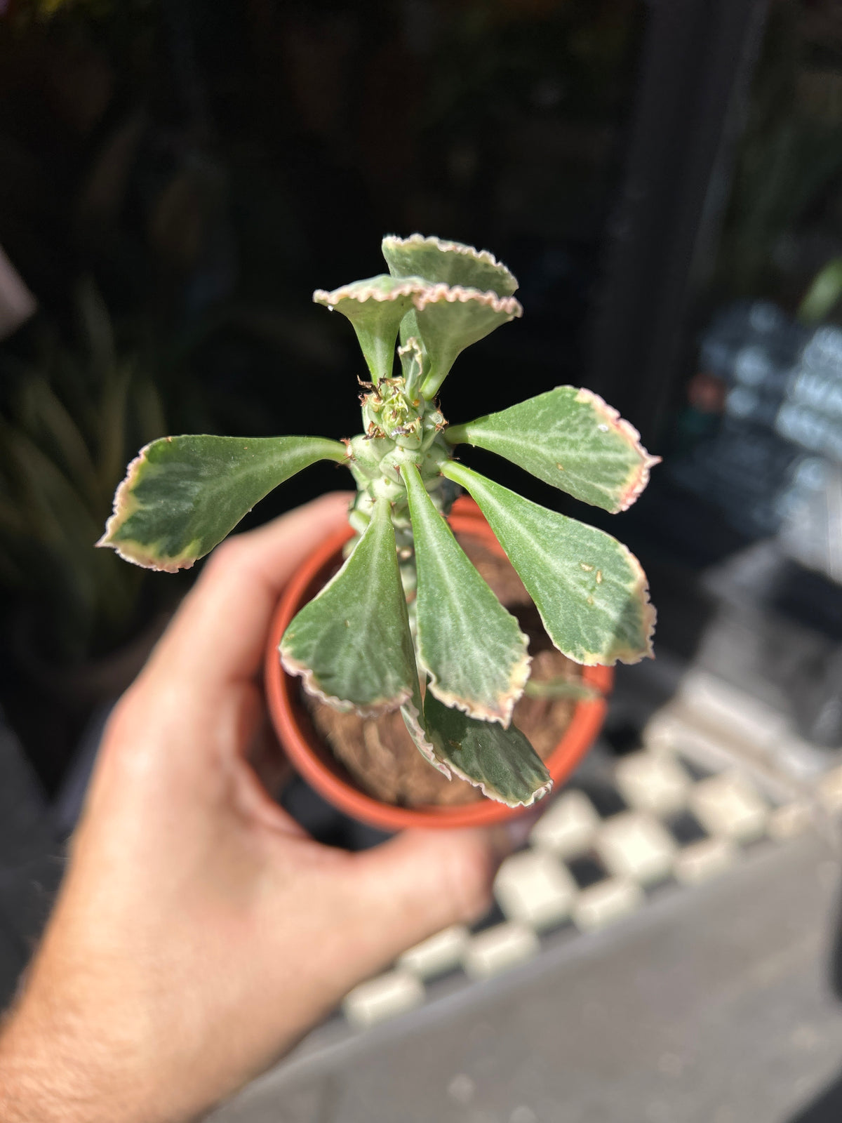 Euphorbia ritchiei ‘Alba Variegata’ succulent outside Urban Tropicana plant shop in Chiswick, London