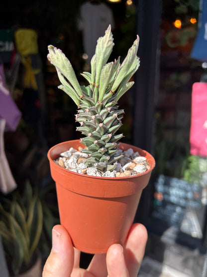 Euphorbia schubei succulent outside Urban Tropicana plant shop in Chiswick, London