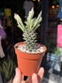 Euphorbia schubei succulent outside Urban Tropicana plant shop in Chiswick, London