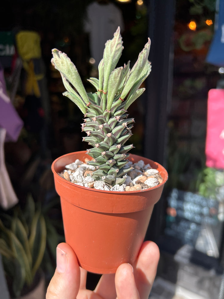 Euphorbia schubei succulent outside Urban Tropicana plant shop in Chiswick, London