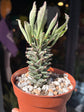 Euphorbia schubei succulent outside Urban Tropicana plant shop in Chiswick, London