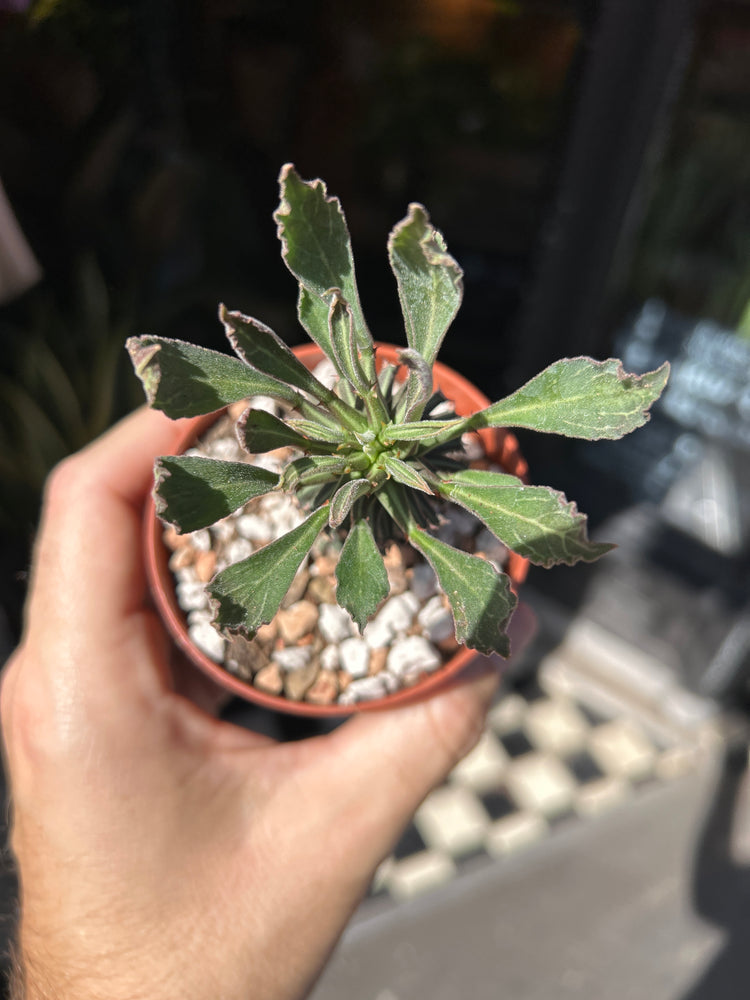 Euphorbia schubei succulent outside Urban Tropicana plant shop in Chiswick, London