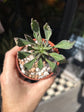 Euphorbia schubei succulent outside Urban Tropicana plant shop in Chiswick, London