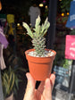 Euphorbia schubei succulent outside Urban Tropicana plant shop in Chiswick, London