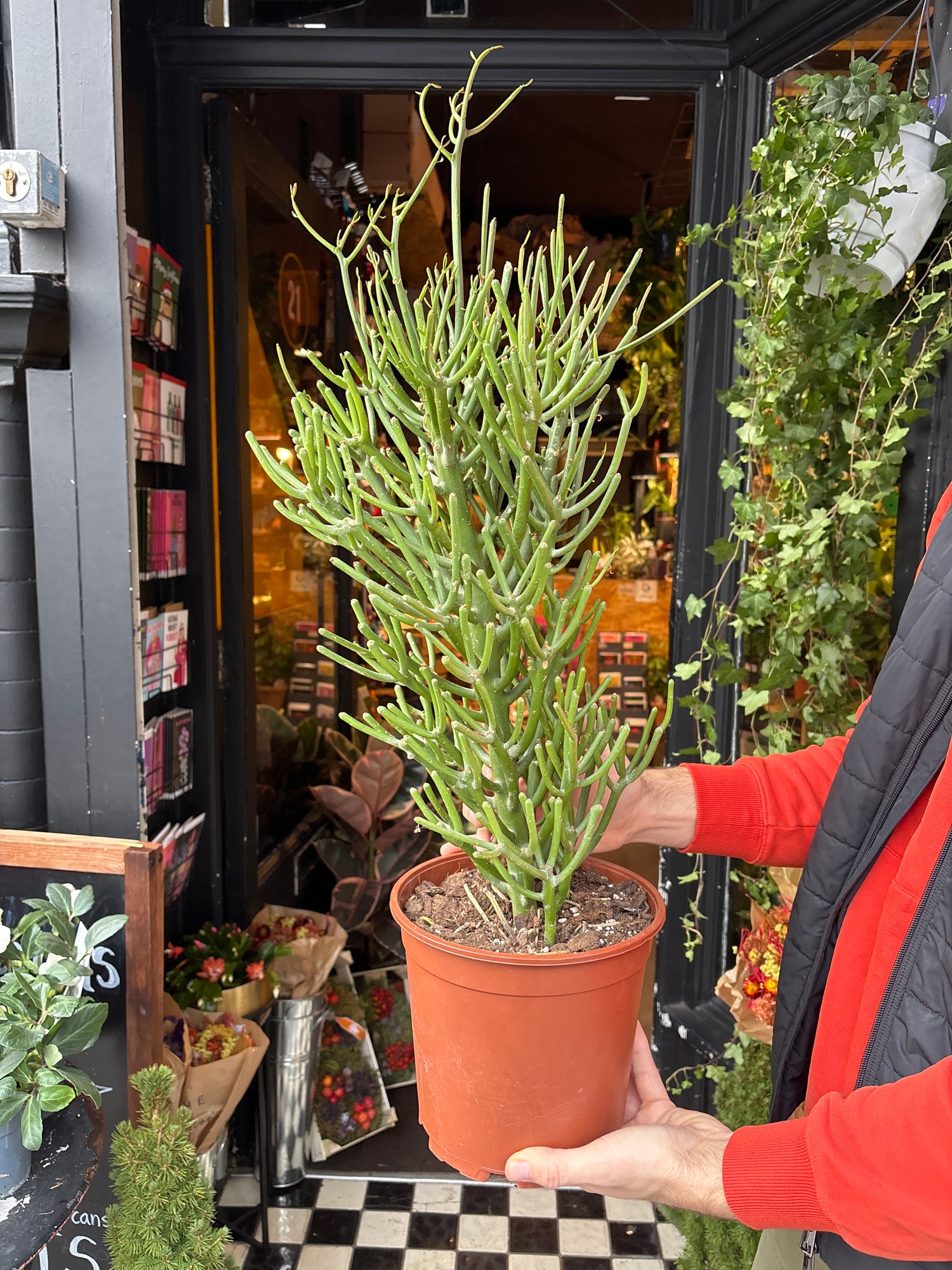  A euphorbia tirucalli plant in front of Urban Tropicana&