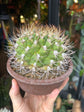 Gymnocalycium | 15cm pot