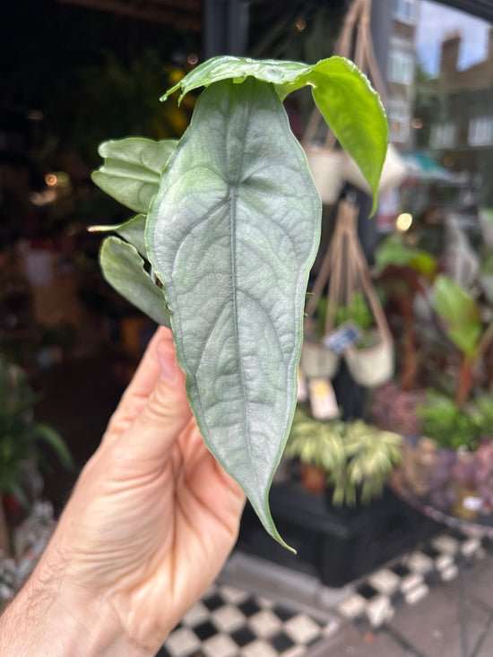 Alocasia Dragons Breath | 6cm pot