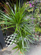Dracaena Marginata | 27cm pot