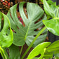A Monstera Deliciosa plant also known as a Swiss Cheese Plant in front of Urban Tropicana&