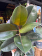 Ficus Abidjan | 24cm pot